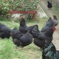 Beschrijving en kenmerken van het gigantische kippenras van Jersey, eierproductie