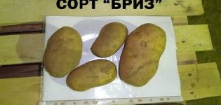 Breeze veislės bulvių auginimo ypatybės, aprašymas ir savybės