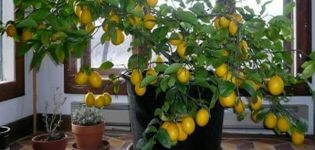 Kaip sodinti ir auginti citrusinius vaisius namuose iš sėklos