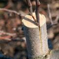 Hur och när är det bättre att plantera ett päron med färska sticklingar steg för steg för nybörjare