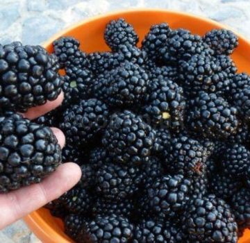 Paglalarawan at katangian ng Kiova blackberry, pag-aanak at pangangalaga