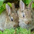 Pravidla pro chov králíků na maso doma