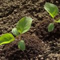 Hoe aubergines op de juiste manier te kweken en te verzorgen in het open veld, landbouwtechnologie