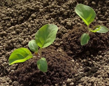 Hoe aubergines op de juiste manier te kweken en te verzorgen in het open veld, landbouwtechnologie