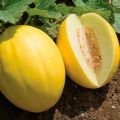 Rules for growing and caring for melons in the open field for a good harvest