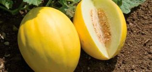 Règles de culture et d'entretien des melons en plein champ pour une bonne récolte