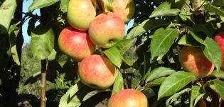 Descripción y características de la variedad de la variedad de manzana columnar Gin, cultivo y reseñas de jardineros sobre el cultivo.