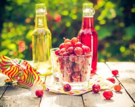 5 bästa recept för krusbärssaft i en juicepress för vintern