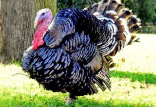 Description of turkeys of the bronze breed and their cultivation at home