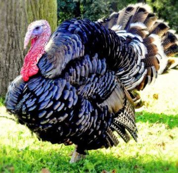Description of turkeys of the bronze breed and their cultivation at home