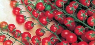 Kenmerken en beschrijving van de tomatenvariëteit Sweet miljoen, de opbrengst