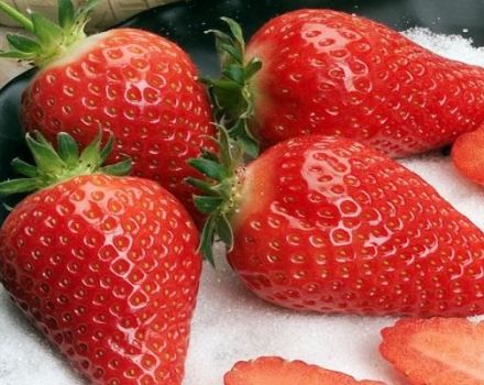 Description des fraises Gariguetta, règles de plantation et d'entretien