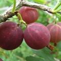 Descrizione della varietà di uva spina Arlecchino, regole di semina e cura