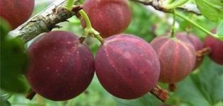 Beskrivning av Harlequin krusbärsorten, planterings- och vårdregler
