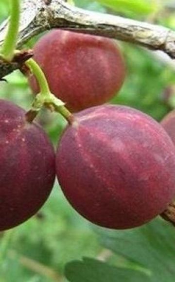 Описание на сорта цариградско грозде Harlequin, правила за засаждане и грижи