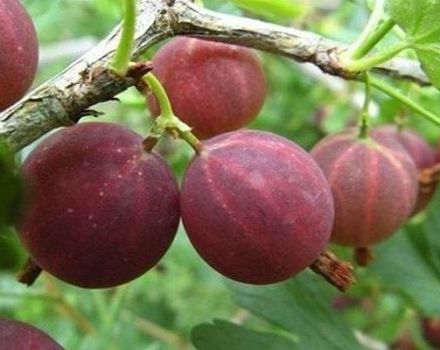 Beskrivning av Harlequin krusbärsorten, planterings- och vårdregler