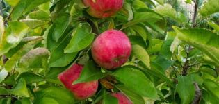 Beskrivelse og karakteristika for den søjle æblesort Vasyugan, plantning og pleje