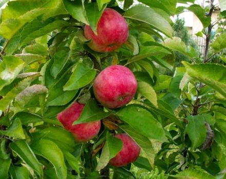 وصف وخصائص صنف التفاح العمودي Vasyugan والغرس والرعاية