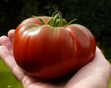 Đặc điểm và mô tả của giống cà chua Monomakh Hat, năng suất của nó