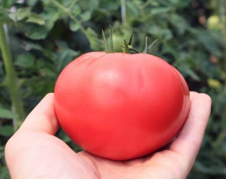 Beschreibung der Tomatensorte Bravy General und ihrer Eigenschaften