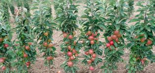 De beste en nieuwe variëteiten van zuilvormige appelbomen voor de regio Moskou met een beschrijving