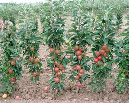 Najbolje i nove sorte stabljika jabuka za moskovsku regiju s opisom