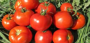 Beskrivelse af variationen af ​​tomathytte og dens egenskaber