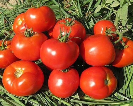 Opis odrody paradajok Logane a jej vlastnosti
