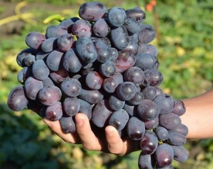 Beschrijving en subtiliteiten van het telen van Lorano-druiven
