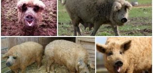 Kenmerken van een hybride van een schaap en een varken, raskenmerken en inhoud