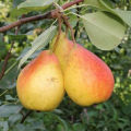 Descripción y características de las variedades de pera Severyanka, tipos y reglas de cultivo.