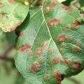 Ursachen und Symptome von braunen Flecken auf einem Apfelbaum, wie man mit chemischen und volkstümlichen Mitteln umgeht