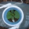 Comment planter et cultiver des concombres dans des bouteilles de 5 litres