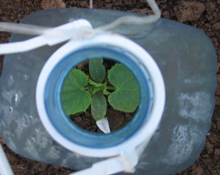 Cómo plantar y cultivar pepinos en botellas de 5 litros