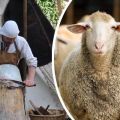 4 pagrindiniai avių odos pagaminimo būdai namuose ir instrukcijos