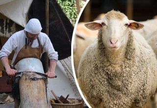 4 labākie aitu ādas pagatavošanas veidi mājās un instrukcijas