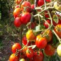 Eigenschaften und Beschreibung der Sorten chinesischer Tomaten