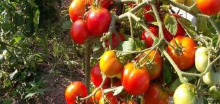 Egenskaper och beskrivning av sorter av kinesiska tomater