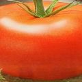 Opis odmiany pomidora Nasha Masha, jej cechy i właściwości