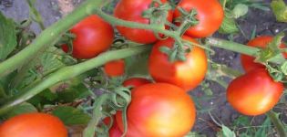 Beskrivelse af tomatsorten Lagidny, dens egenskaber
