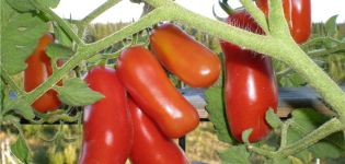 Pomidorų veislės savybės ir aprašymas Linksmas nykštukas, jo derlius