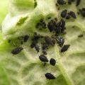 How to deal with aphids on currants with chemical and folk remedies, processing rules