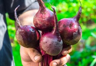 Description of the Pablo beet variety, cultivation and care features