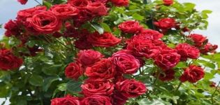 A Sympathy fajta hegymászó rózsa leírása és jellemzői, ültetés és gondozás