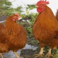 Naujojo Hampšyro viščiukų veislės aprašymas ir savybės, istorija ir priežiūros taisyklės