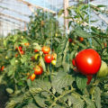 Beskrivelse af sorter af tomater, der er modstandsdygtige over for sen blight i Moskva-regionen i det åbne felt og i drivhuset