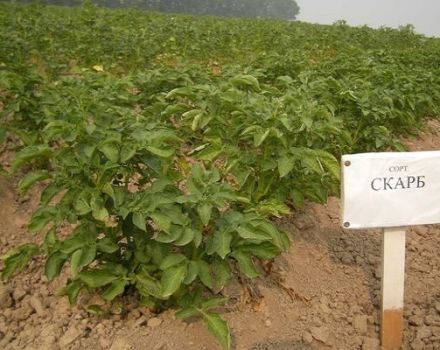 Description of the Scarb potato variety, features of cultivation and care