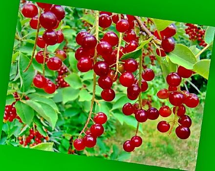 Beskrivelse og egenskaber ved Cerepadus, fordelagtige egenskaber ved en hybrid af kirsebær- og fuglekirsebær, plantning og pleje