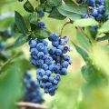 Beskrivning och egenskaper hos Elizabeth blåbärsorten, planteringsregler och vård