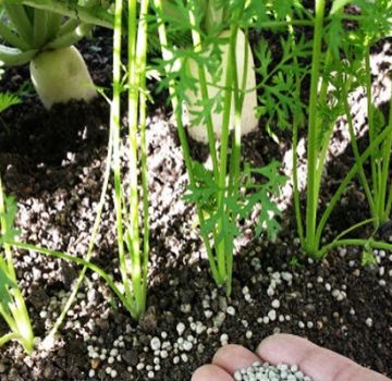 Cómo y cómo alimentar remolachas para el crecimiento de tubérculos y una buena cosecha con remedios caseros.